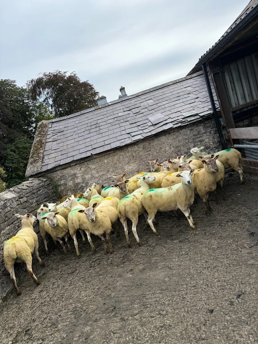 Breeding hoggets - Image 1