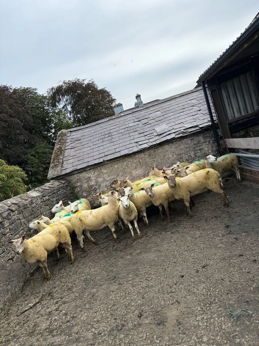 Breeding hoggets - Image 2