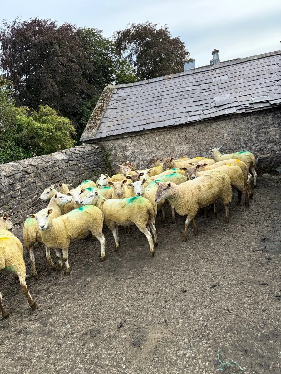 Breeding hoggets - Image 3