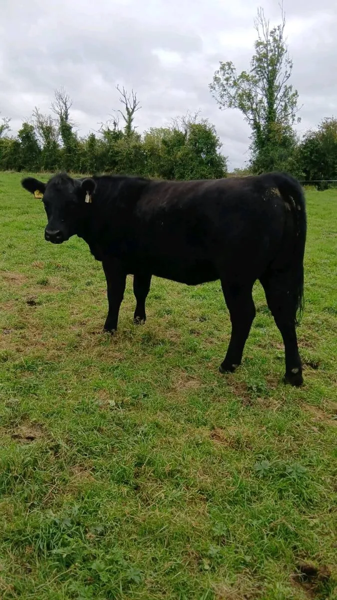 Pedigree Angus heifer - Image 3