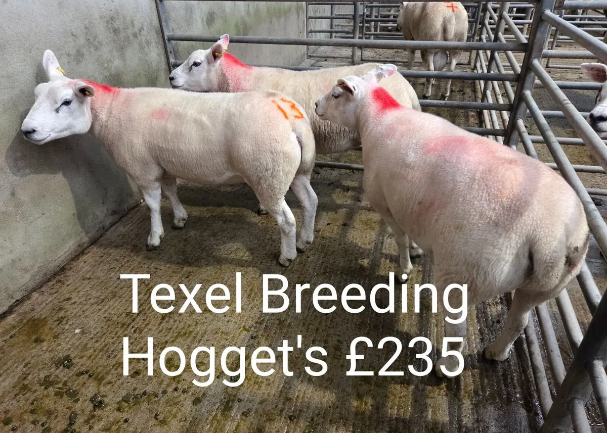 Sept Multi Breed Ram Sale  and Market Report - Image 2