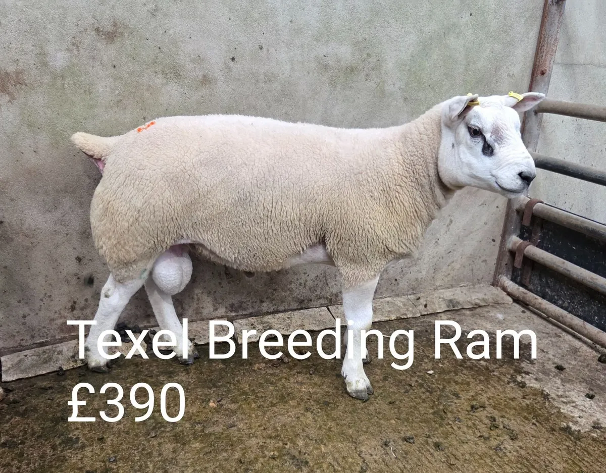 Sept Multi Breed Ram Sale  and Market Report - Image 1