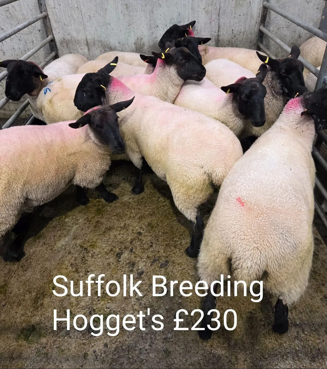 Sept Multi Breed Ram Sale  and Market Report - Image 3