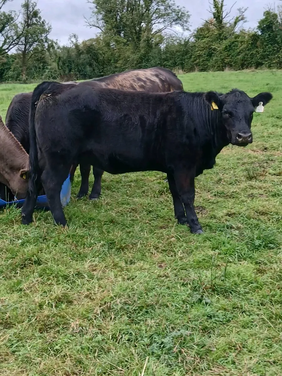 Pedigree Angus heifer - Image 2