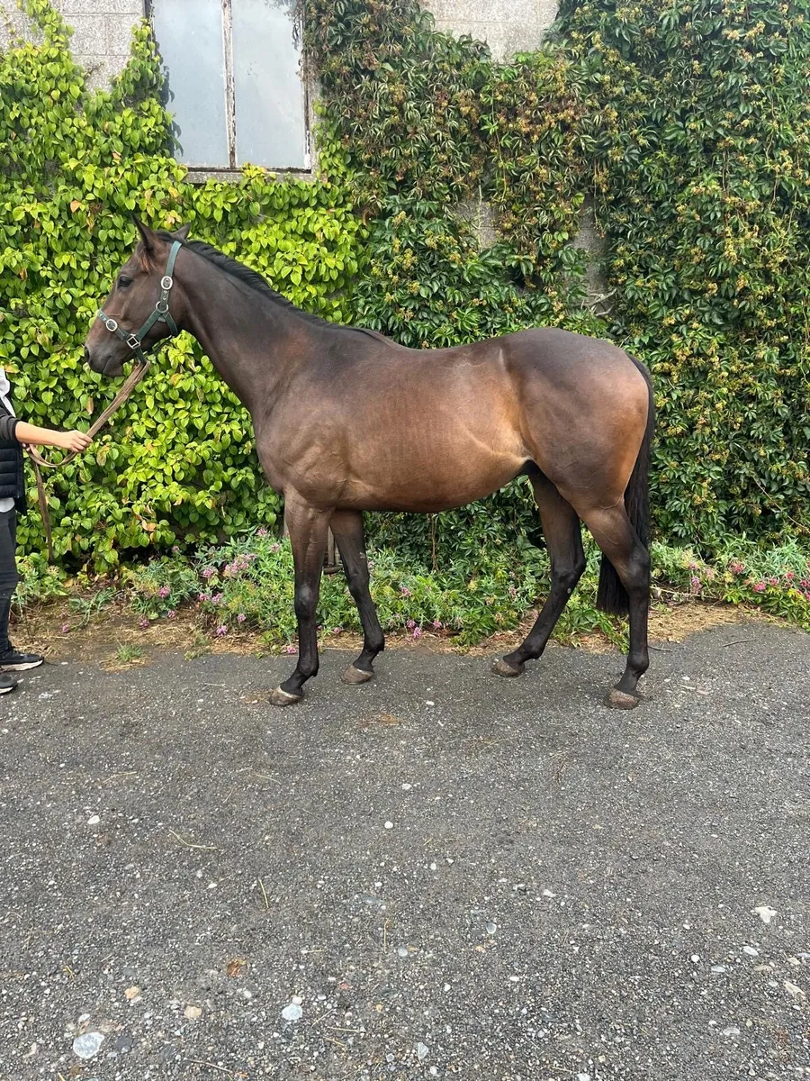 3yo Thoroughbred gelding - Image 1
