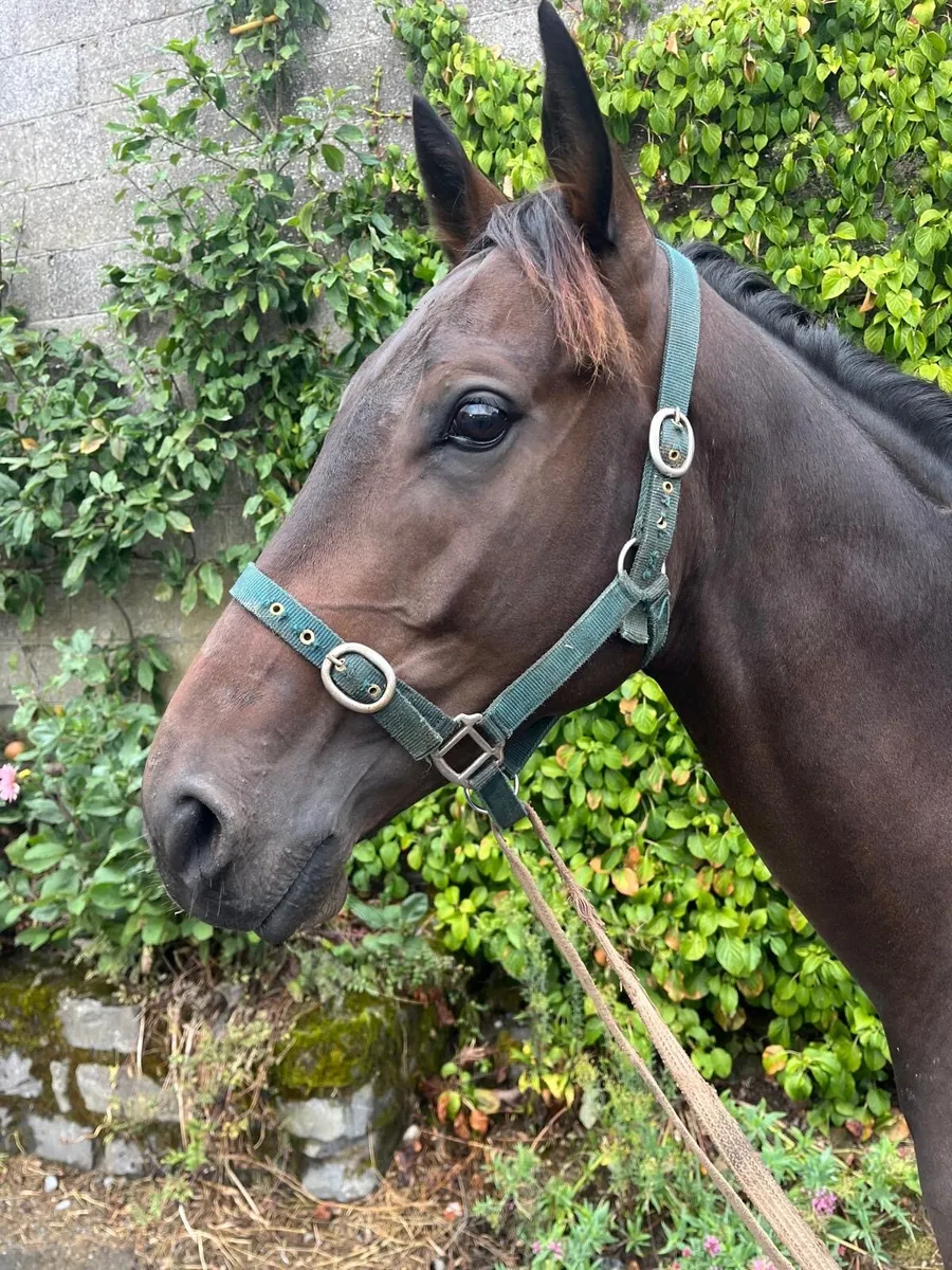 3yo Thoroughbred gelding - Image 2