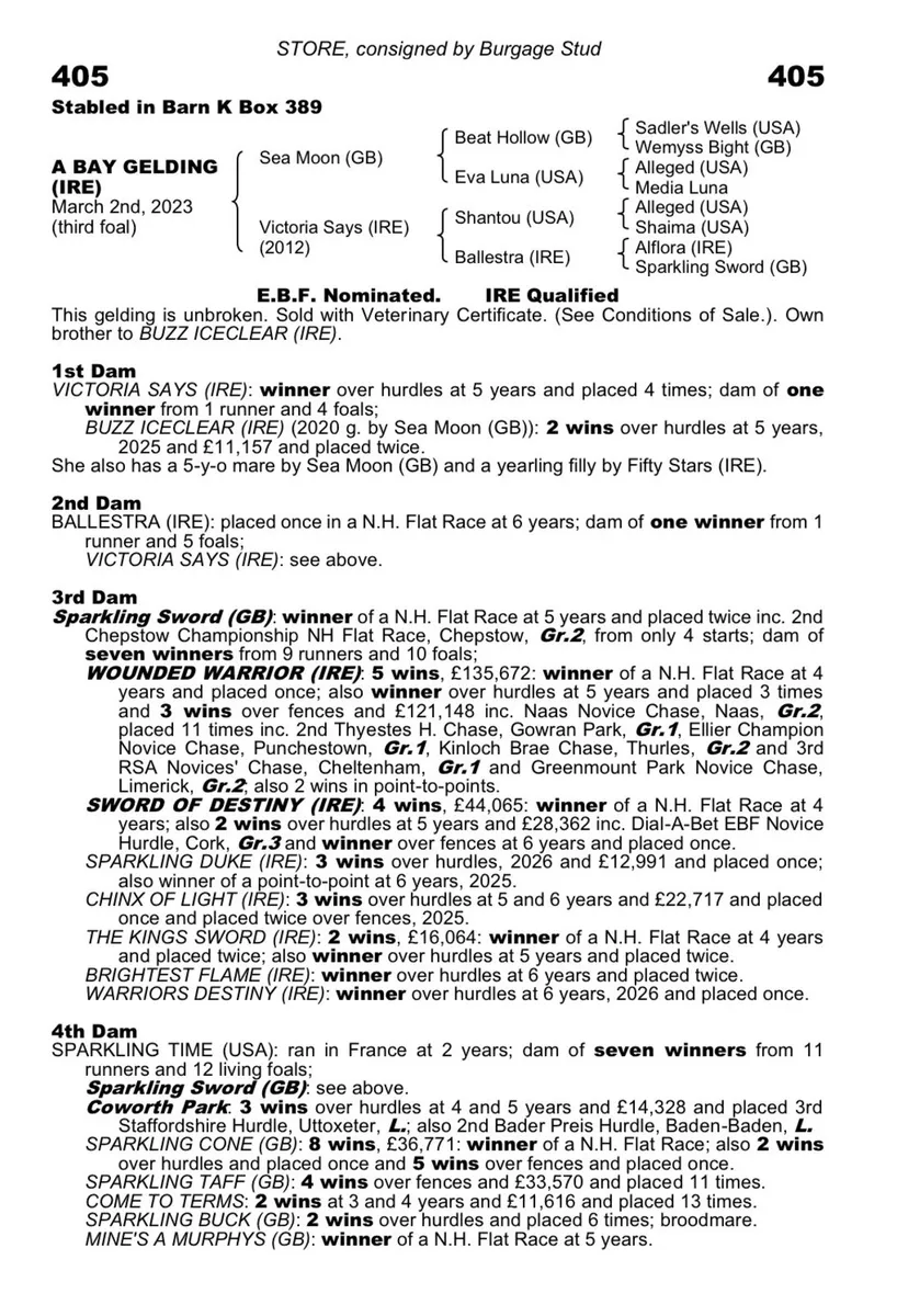 3yo Thoroughbred gelding - Image 3
