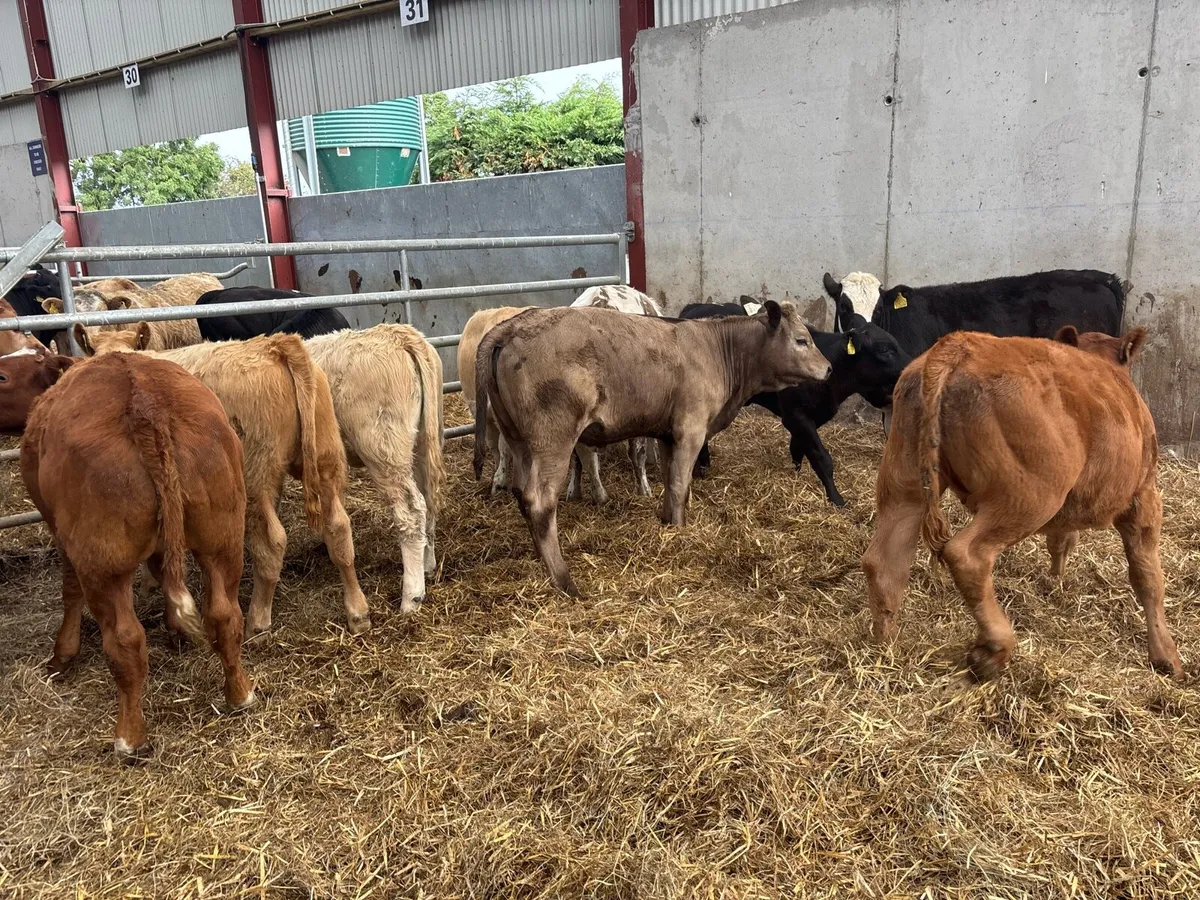 10 super suckler bred continental heifers - Image 3