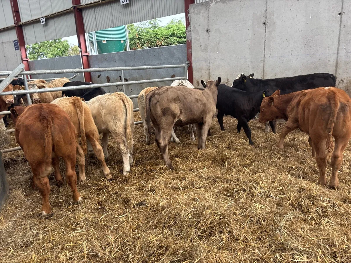 10 super suckler bred continental heifers - Image 4