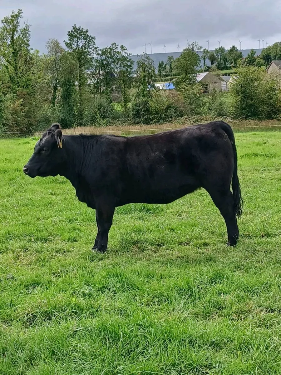 Pedigree Angus heifer - Image 4