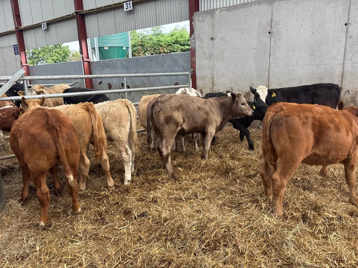 10 super suckler bred continental heifers - Image 2