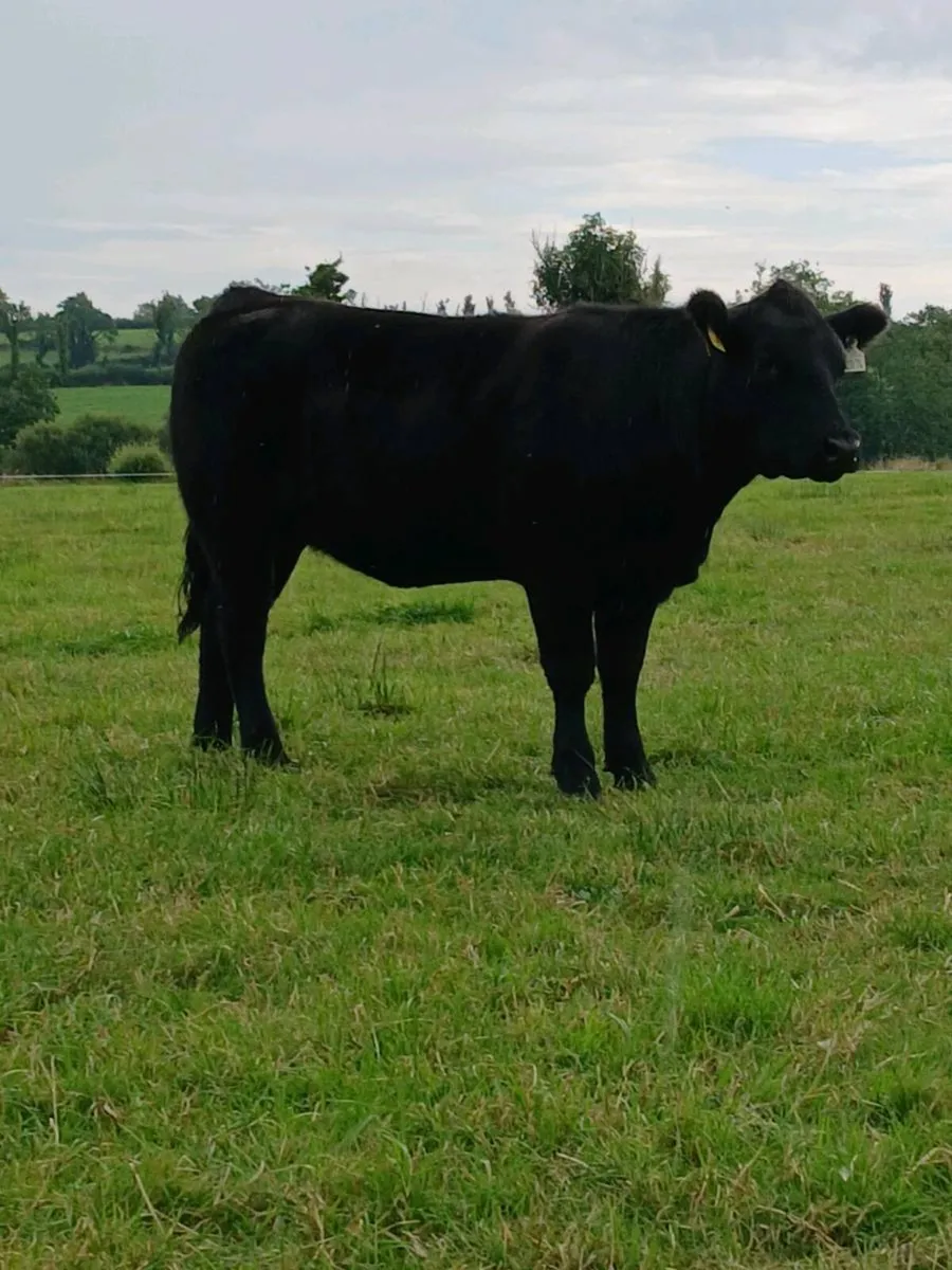 Pedigree Angus heifer - Image 1
