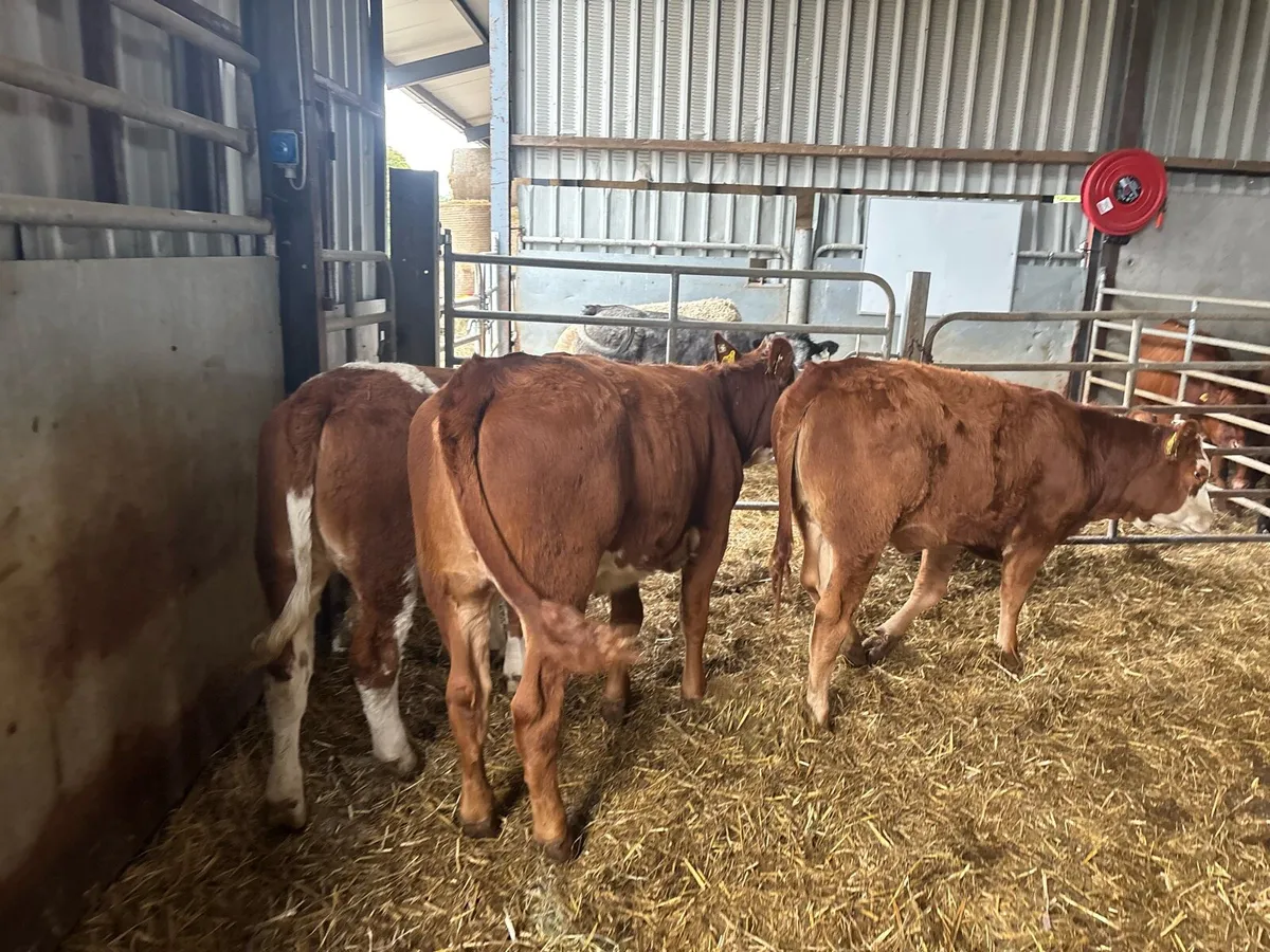 3 super Simmental breeding heifers - Image 3