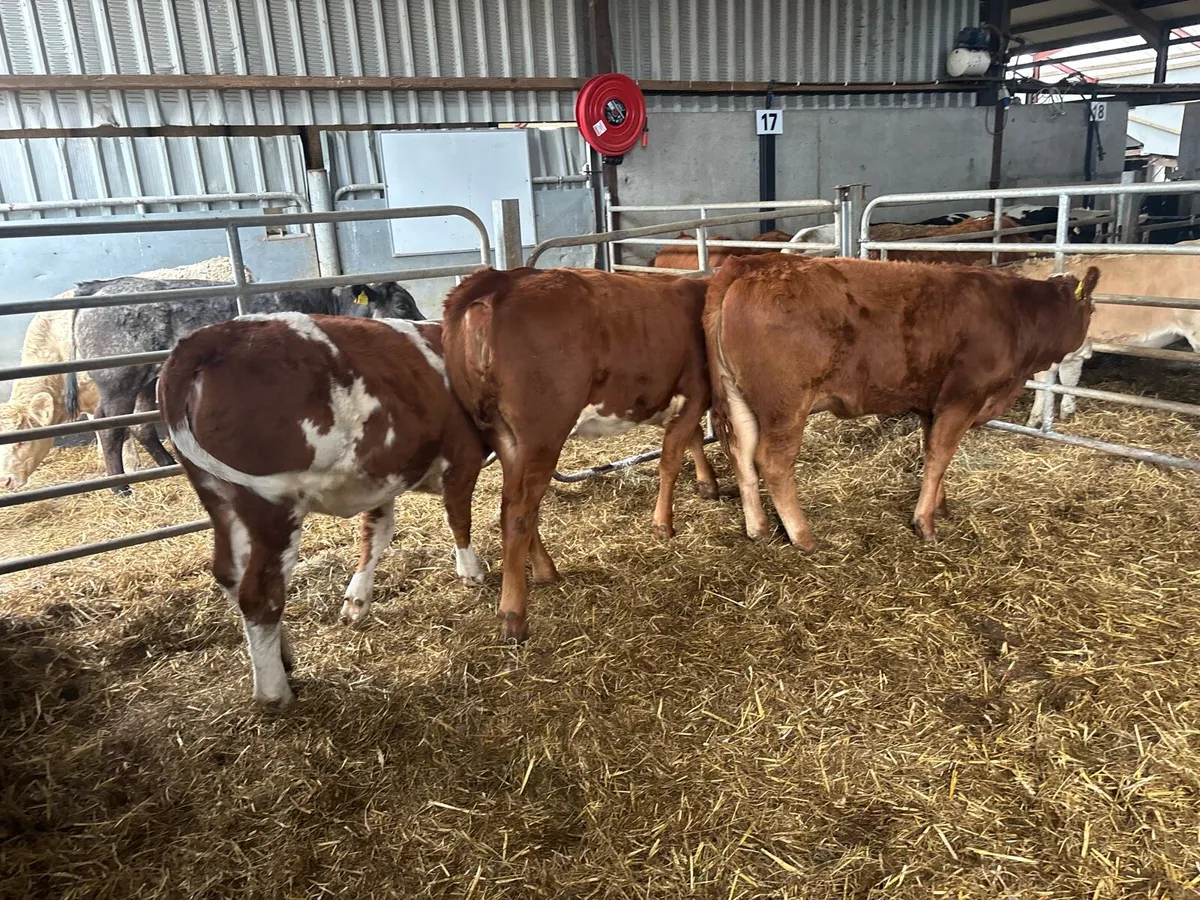 3 super Simmental breeding heifers - Image 1