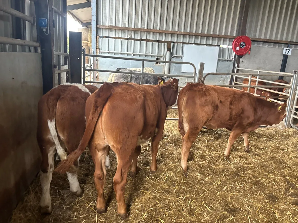3 super Simmental breeding heifers - Image 2