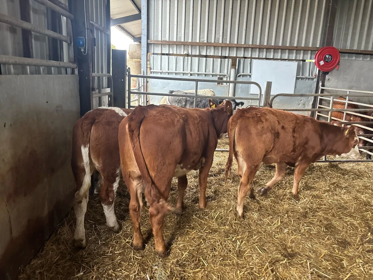 3 super Simmental breeding heifers - Image 4