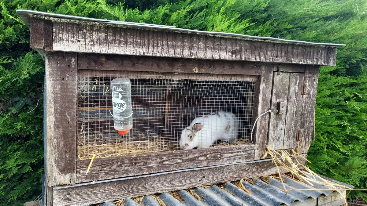 Hutch available - Image 2