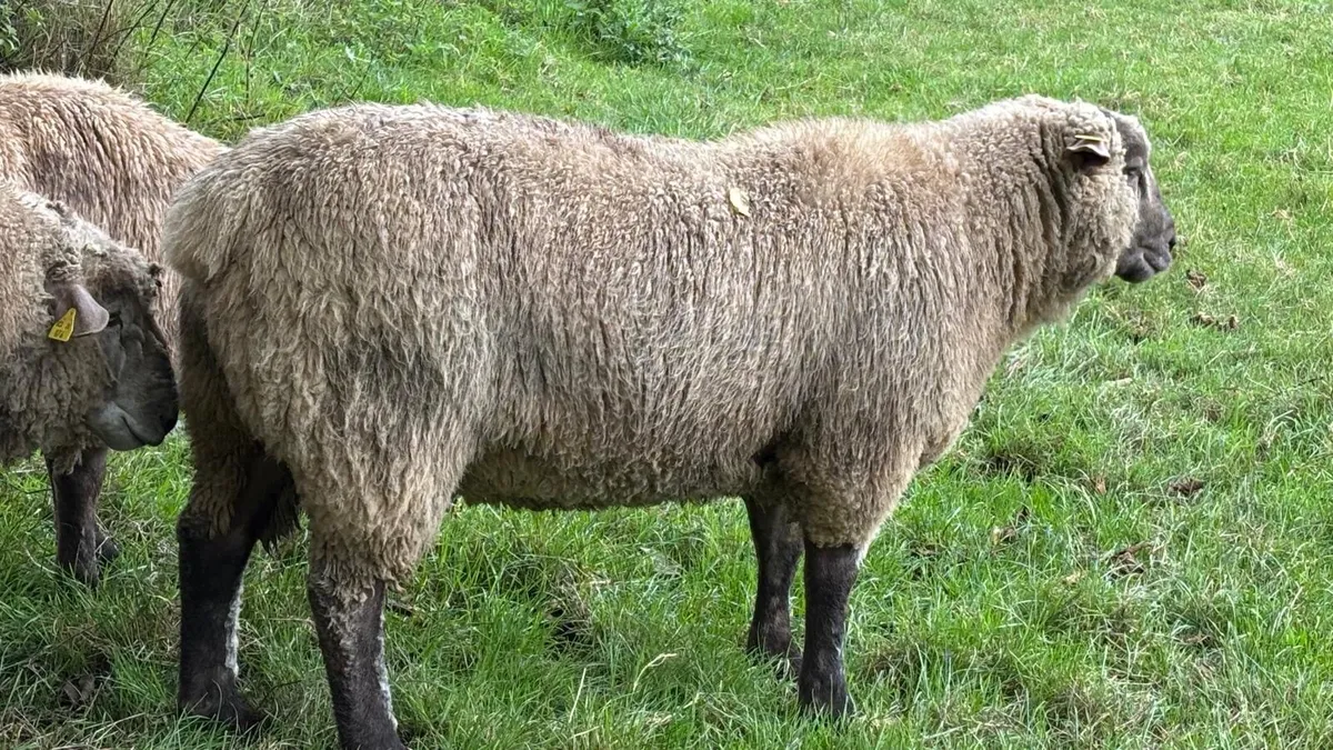 Quitrent Vendeen rams - Image 2