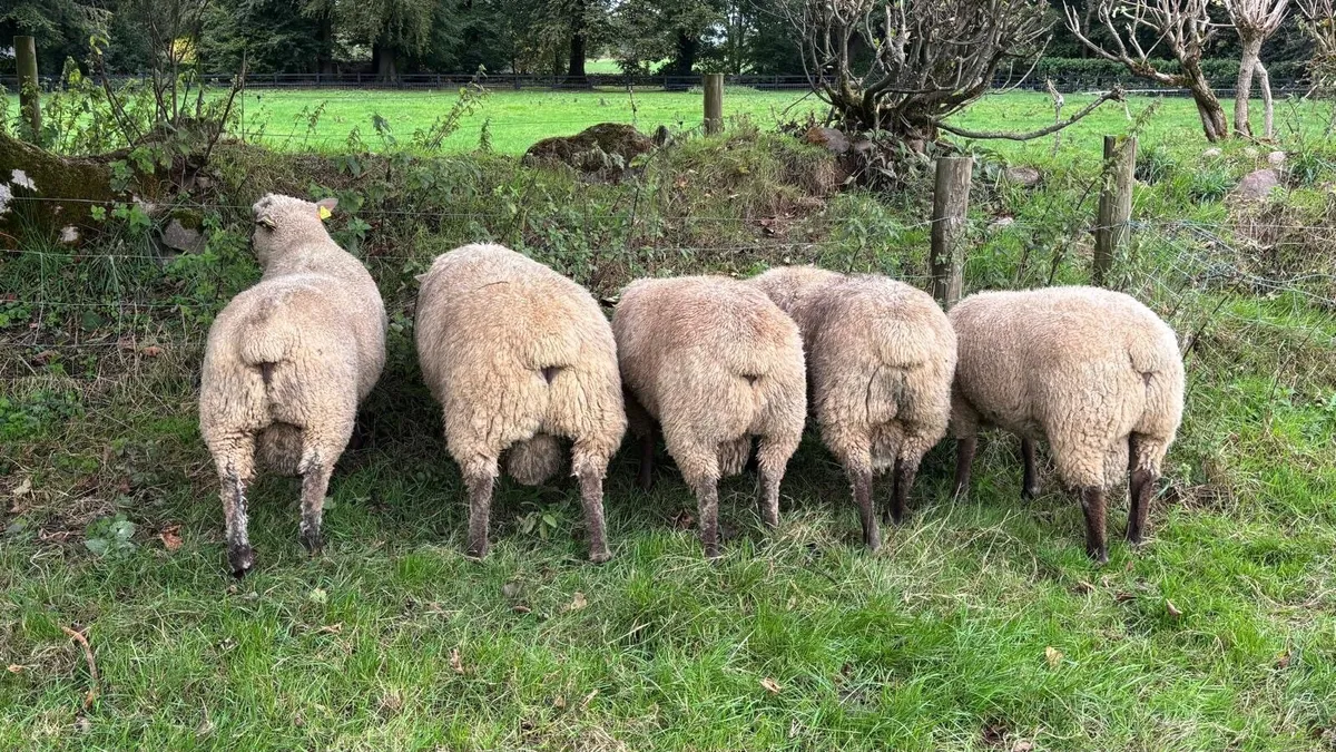 Quitrent Vendeen rams - Image 1