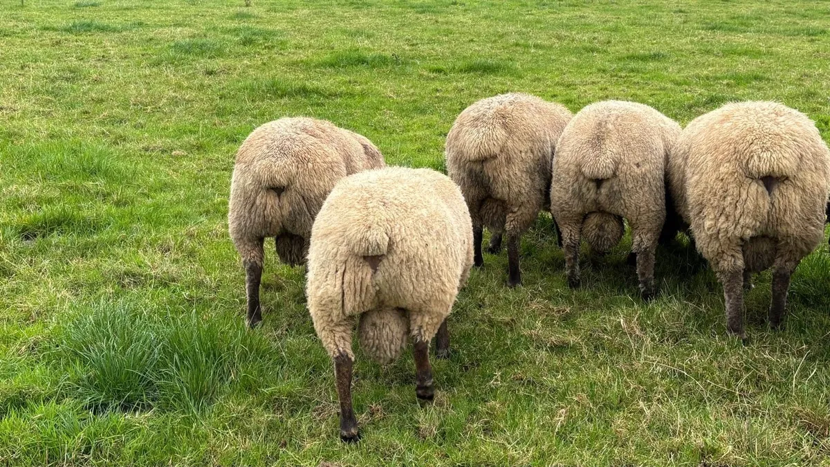 Quitrent Vendeen rams - Image 3