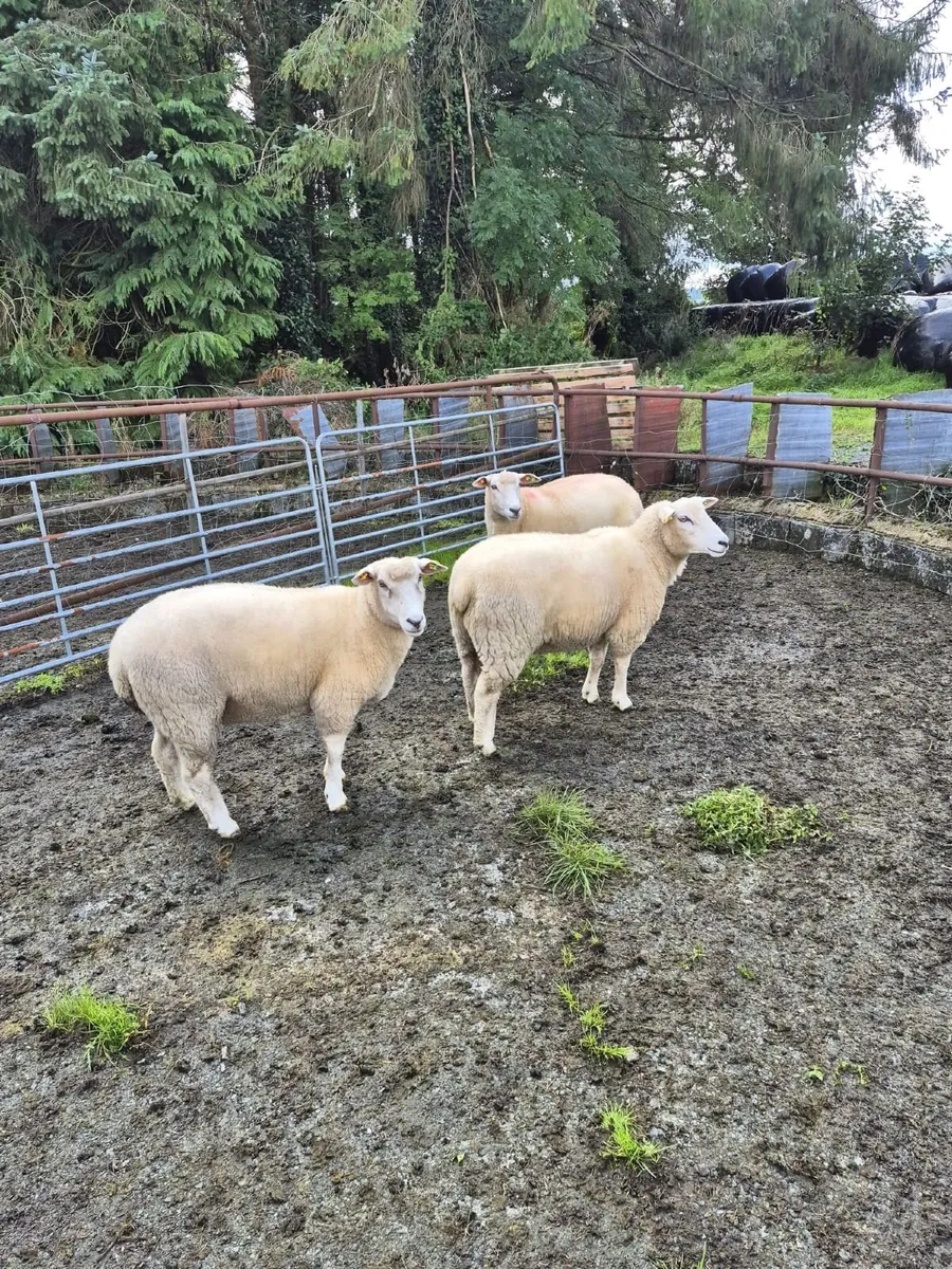 Sheep - Image 2