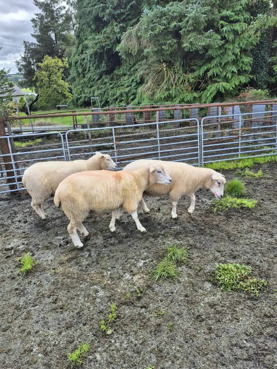 Sheep - Image 3
