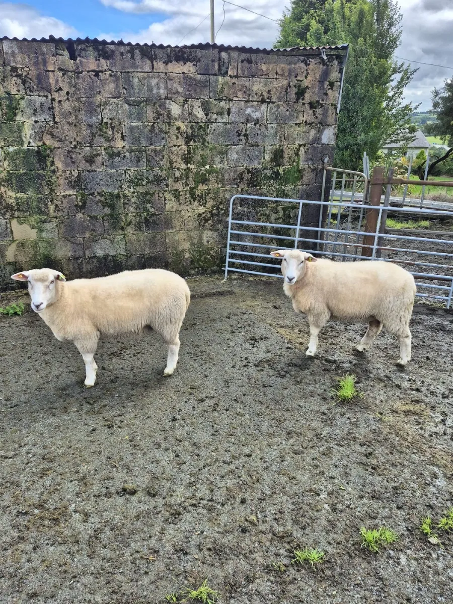 Sheep - Image 4
