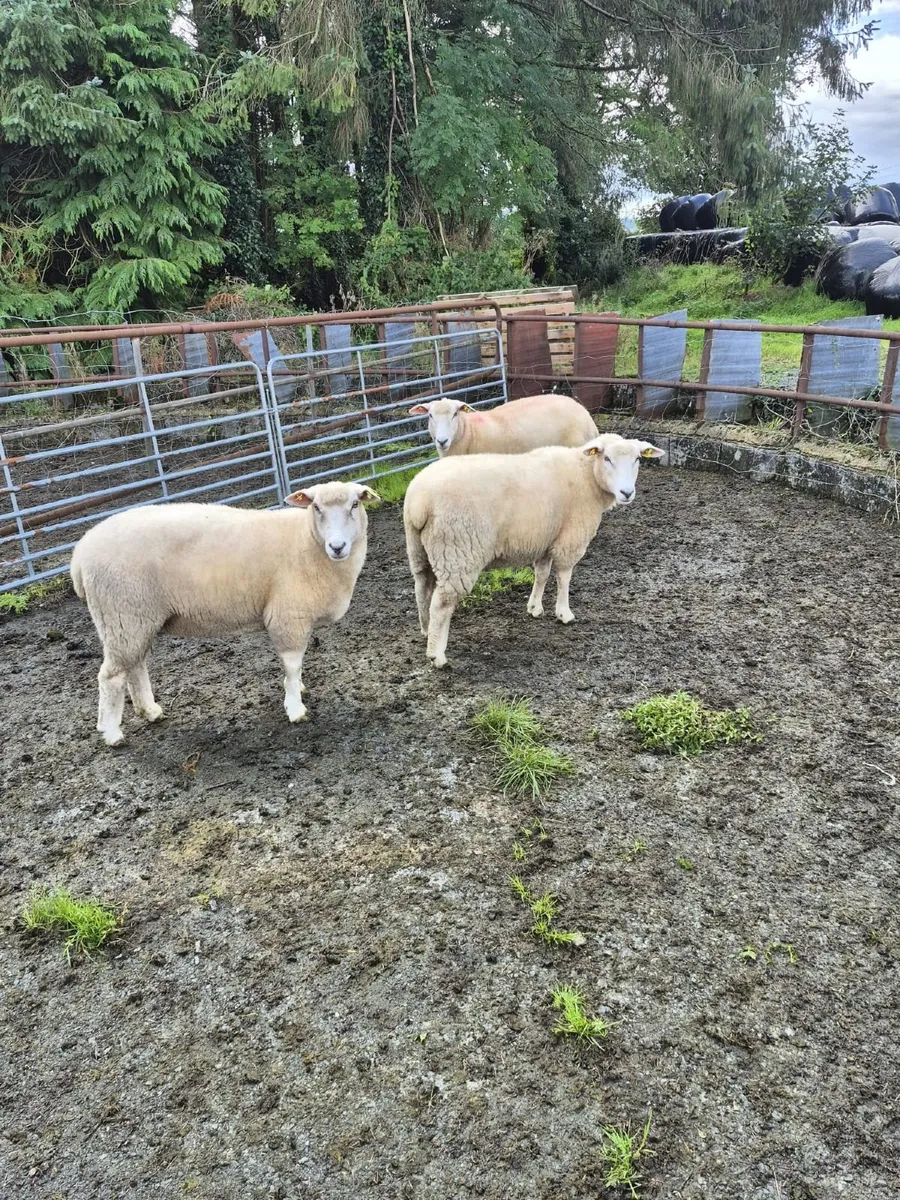 Sheep - Image 1