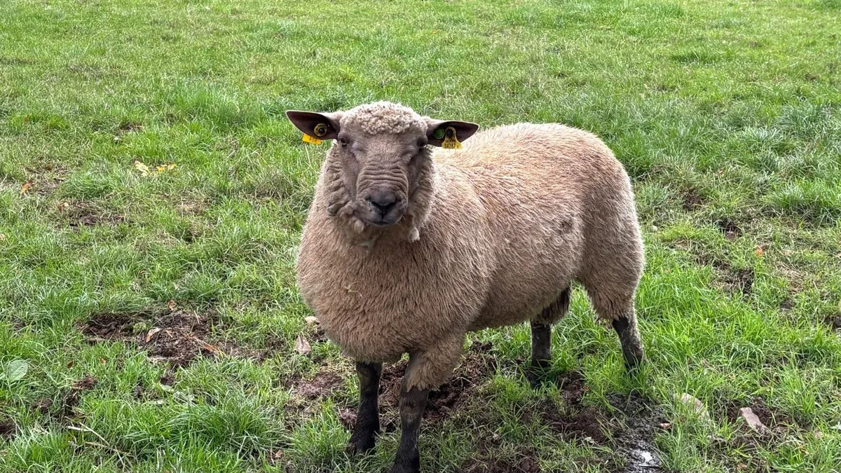 Quitrent Vendeen rams - Image 4