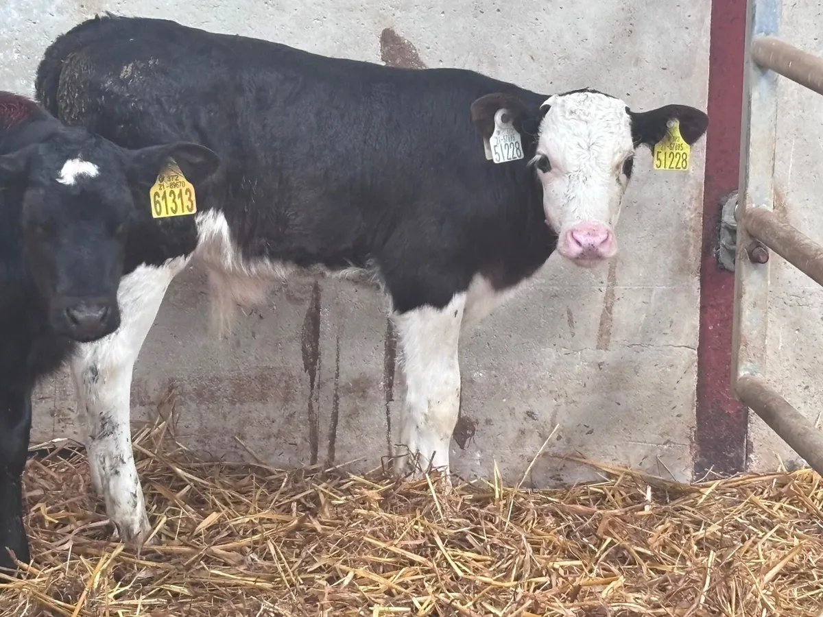 3 suck calves for sale @€325 each - Image 1