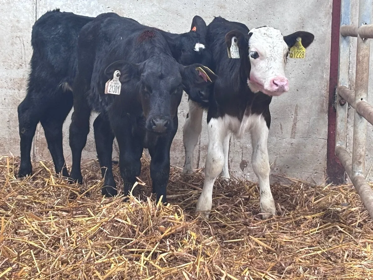 3 suck calves for sale @€325 each - Image 3