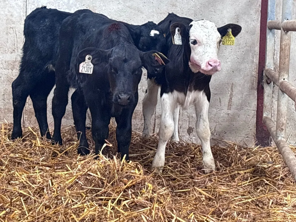 3 suck calves for sale @€325 each - Image 4