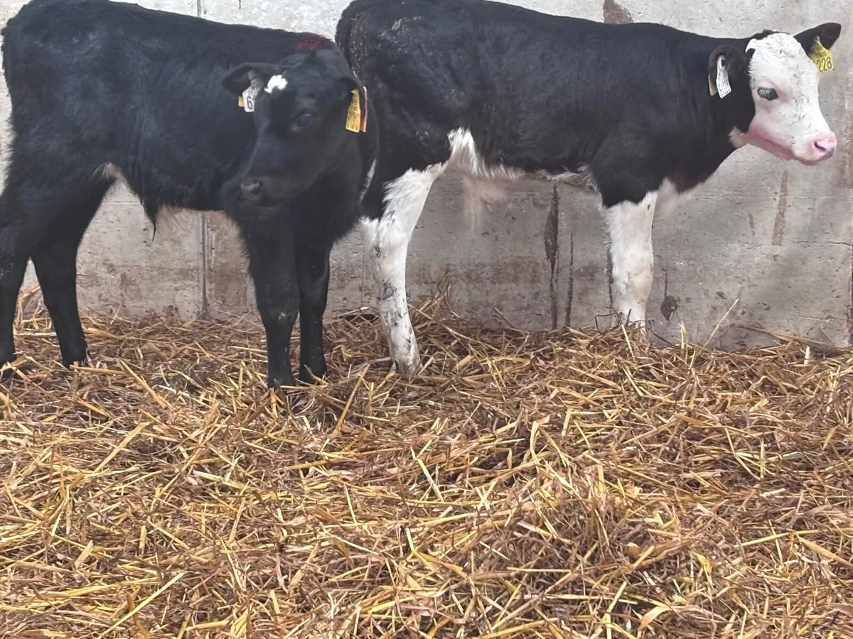 3 suck calves for sale @€325 each - Image 2