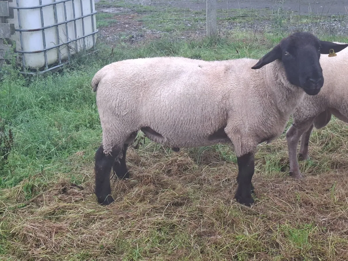 4 year old suffolk ram for sale. - Image 3
