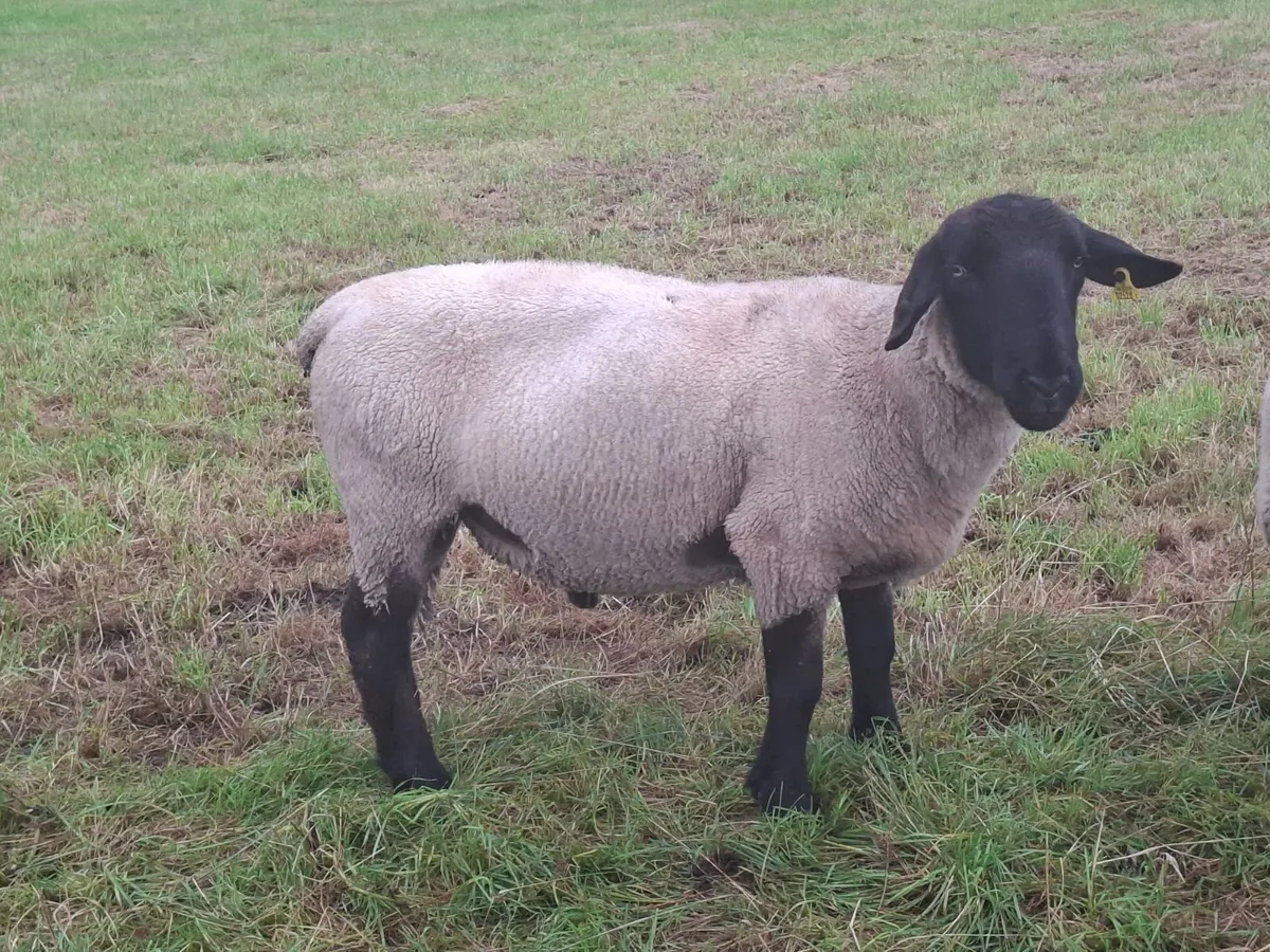 4 year old suffolk ram for sale. - Image 4