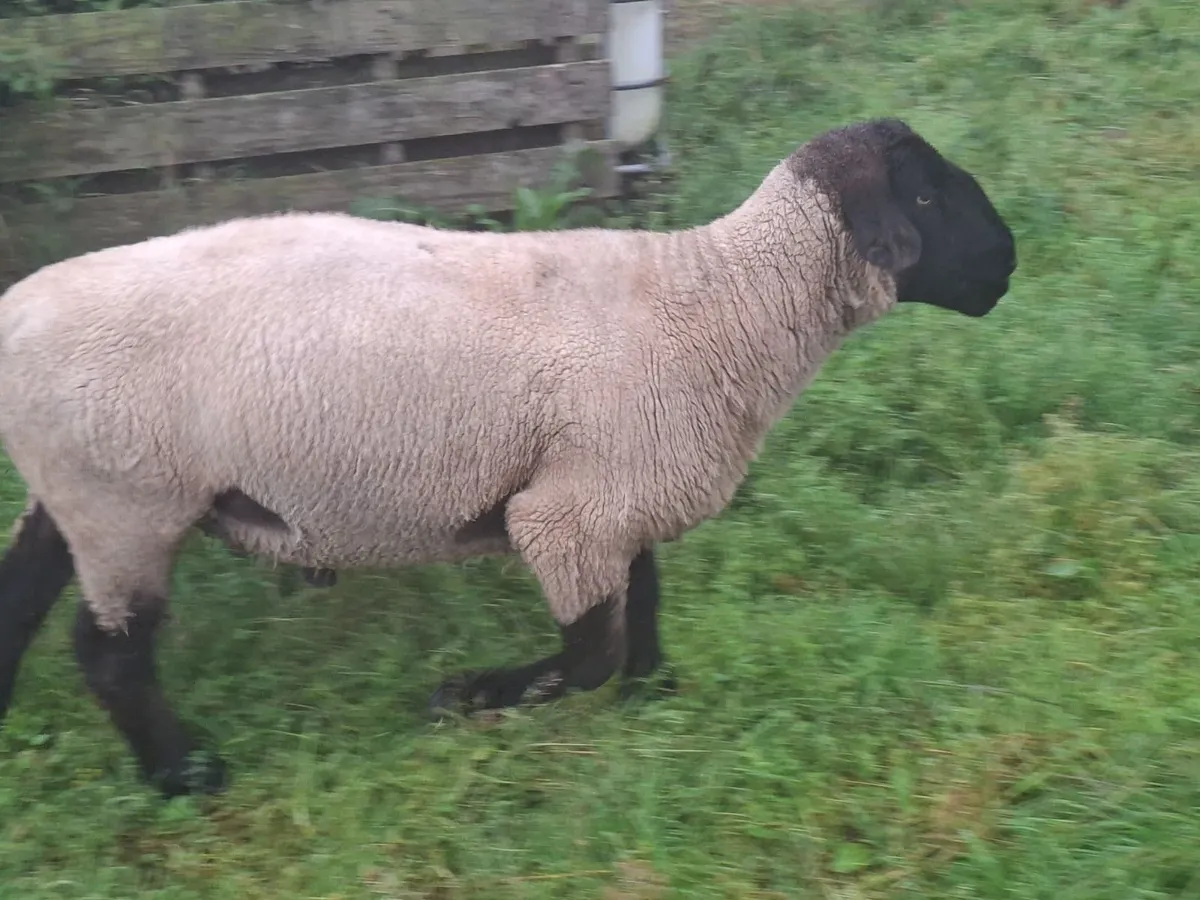 4 year old suffolk ram for sale. - Image 1