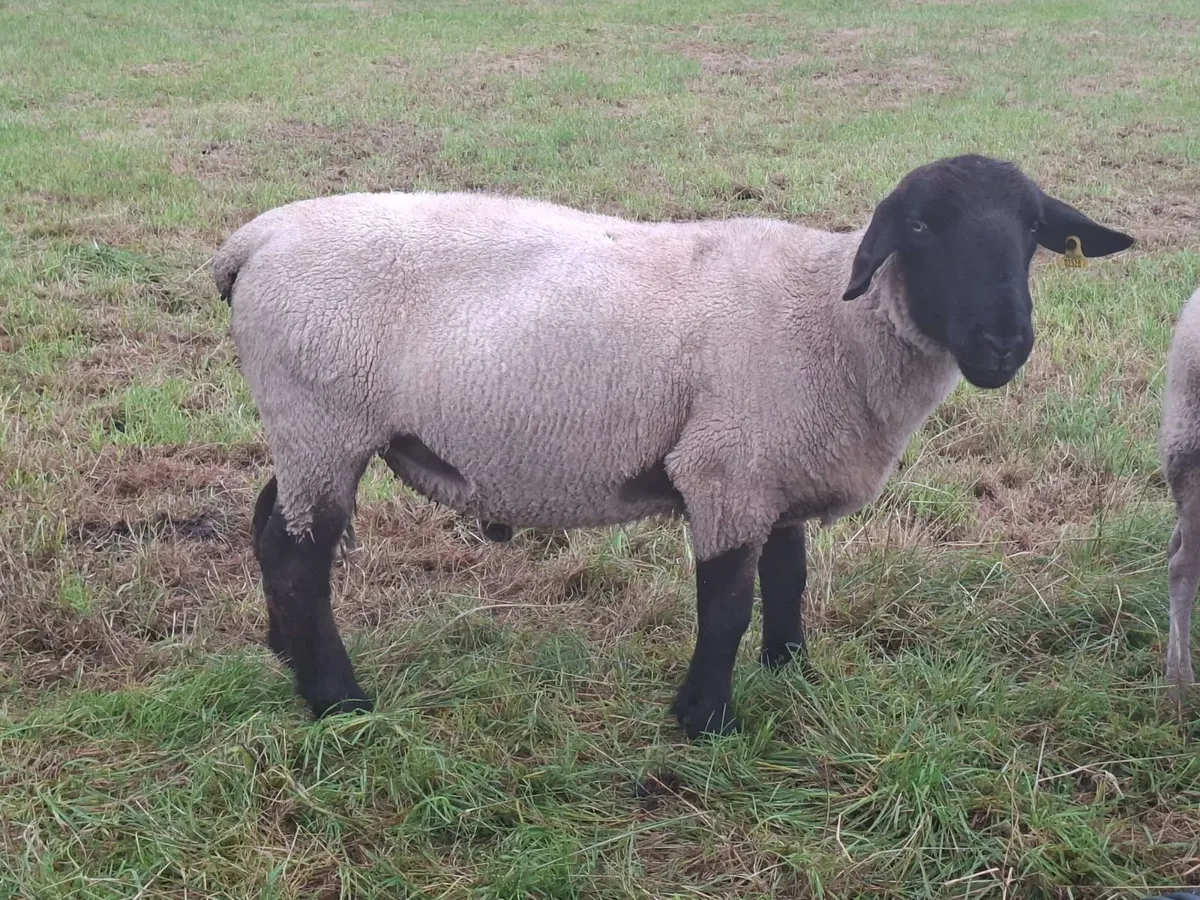 4 year old suffolk ram for sale. - Image 2