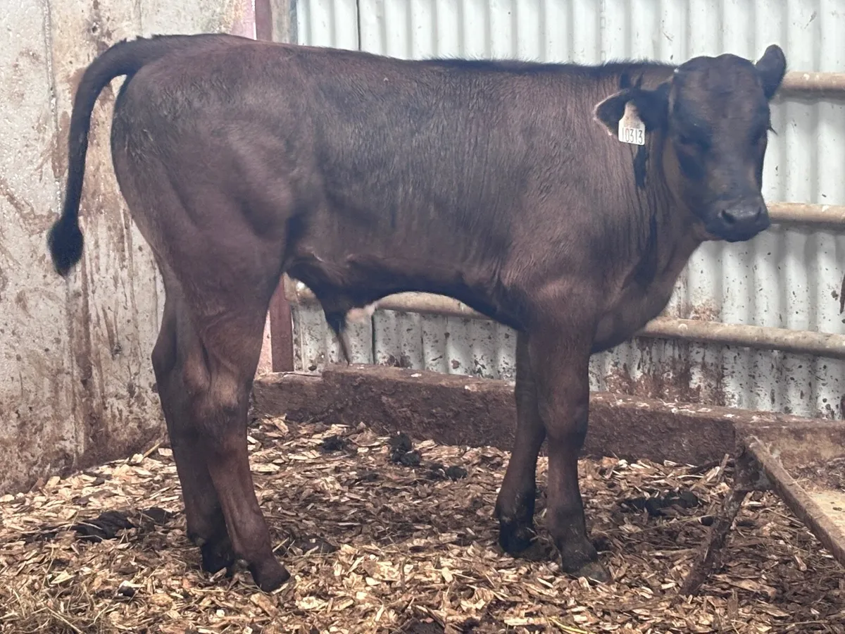 Smashing Limision bull Weanling for sale - Image 2