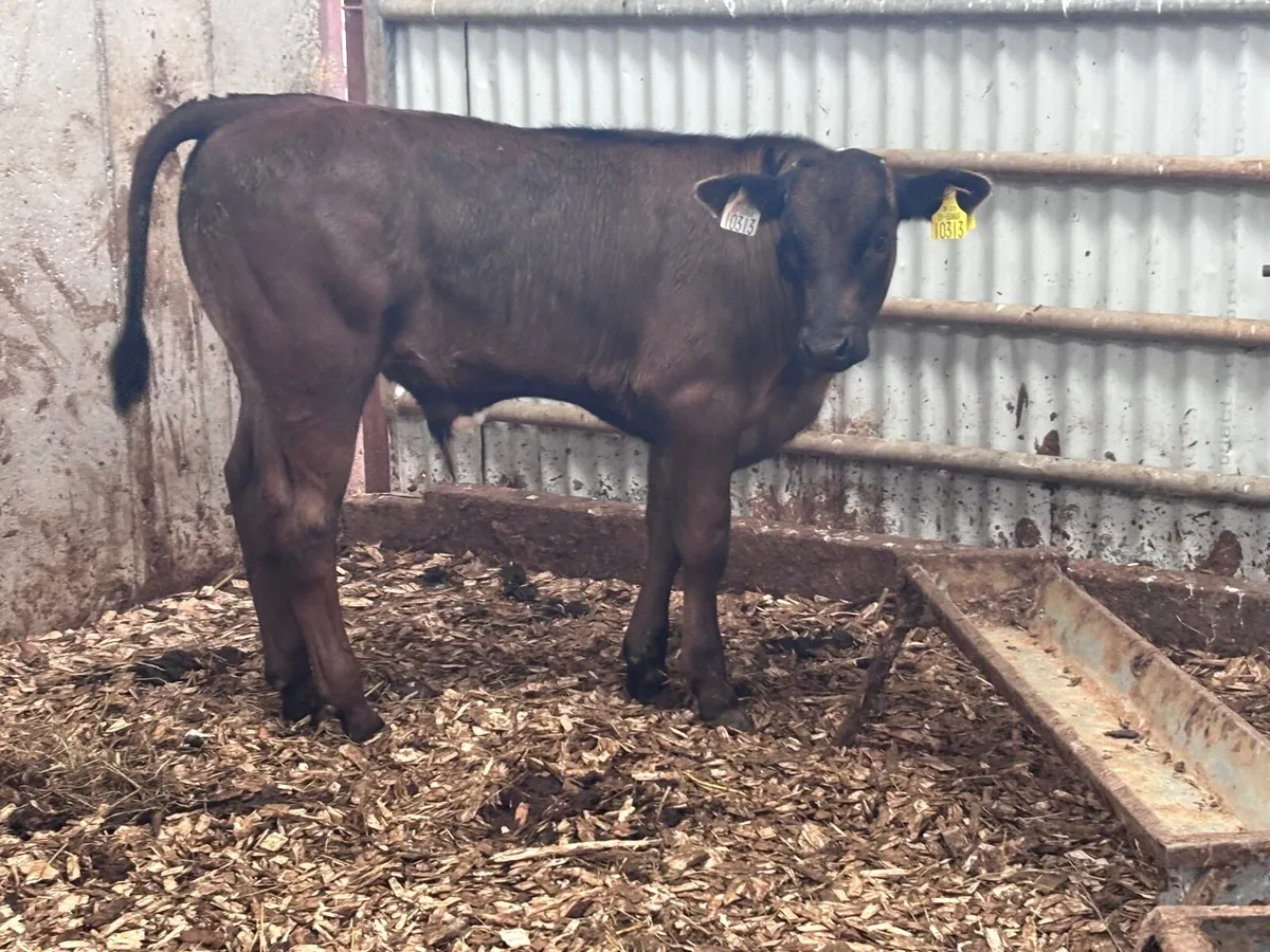 Smashing Limision bull Weanling for sale - Image 3