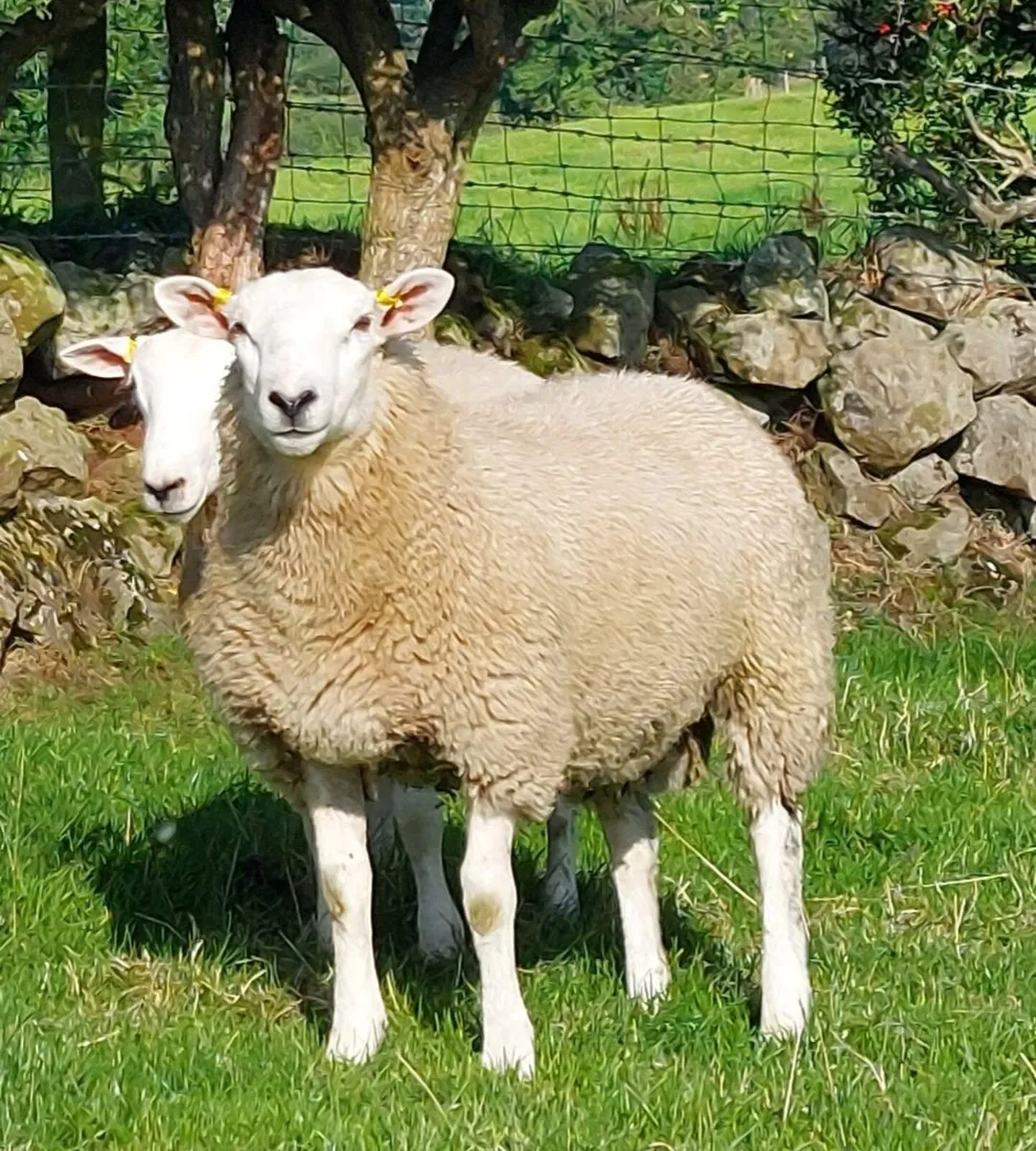 Lleyn Rams - Image 2