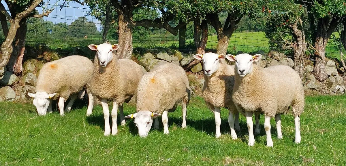 Lleyn Rams - Image 3