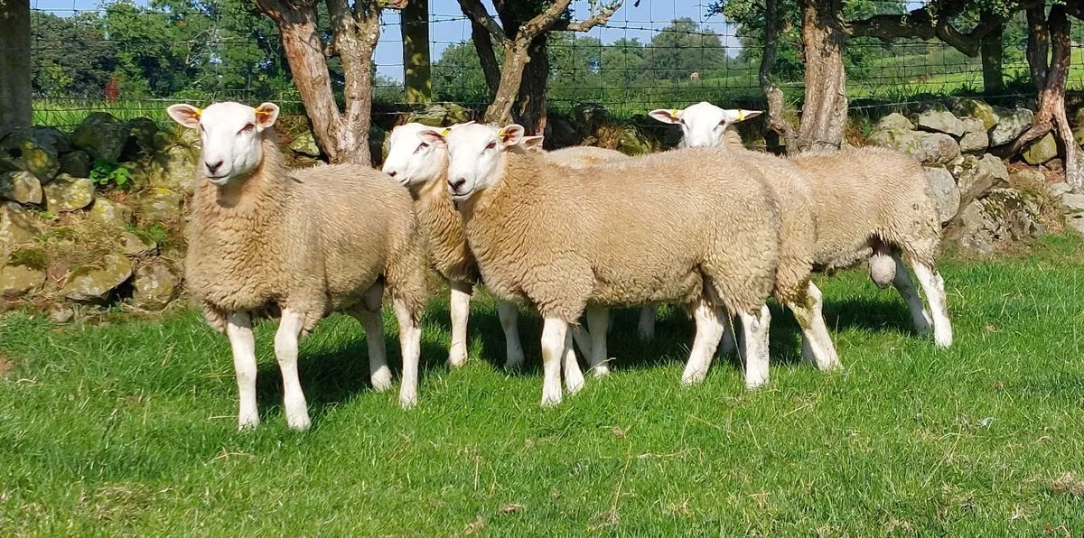 Lleyn Rams - Image 4