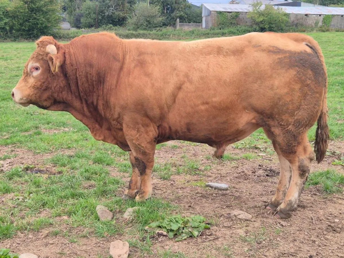 Limousin Bull - Image 4