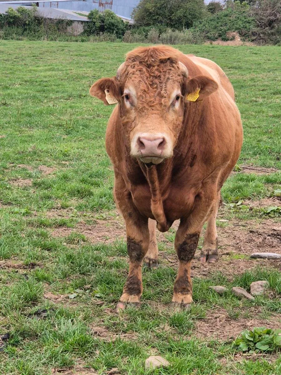 Limousin Bull - Image 2