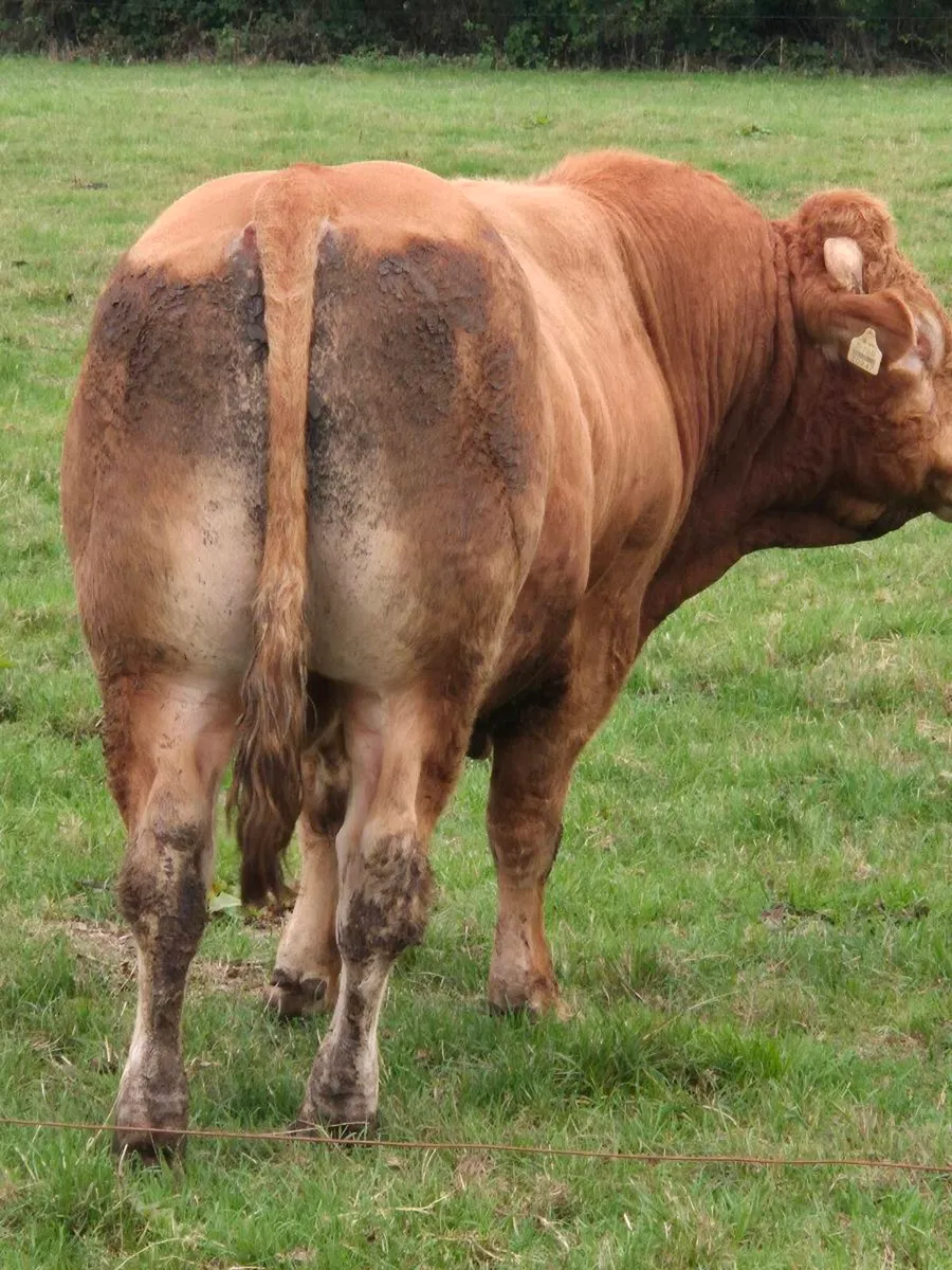 Limousin Bull - Image 3