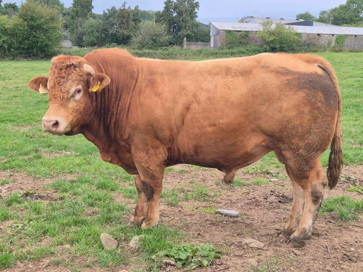 Limousin Bull - Image 1