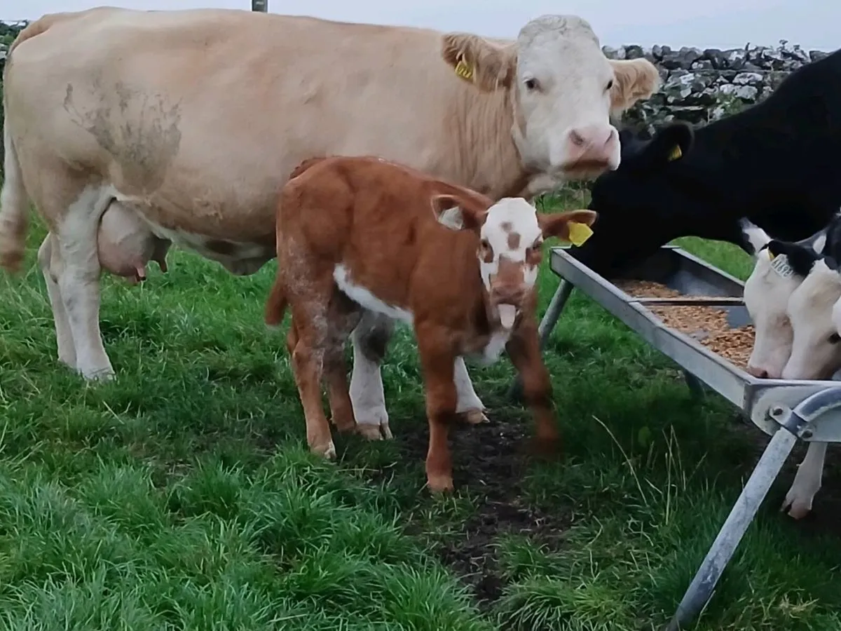 Purebred Simmental Cow With Roan Heifer Calf - Image 1