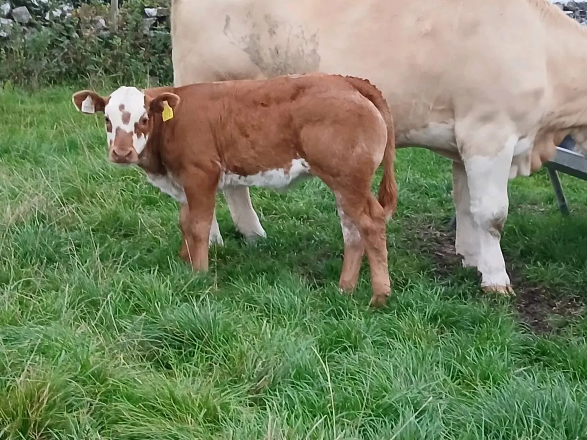 Purebred Simmental Cow With Roan Heifer Calf - Image 2