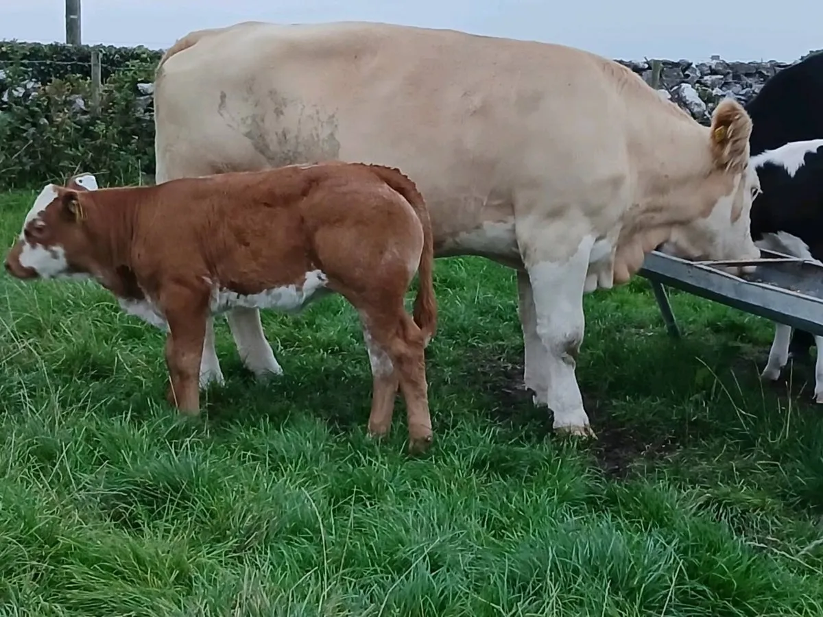 Purebred Simmental Cow With Roan Heifer Calf - Image 3