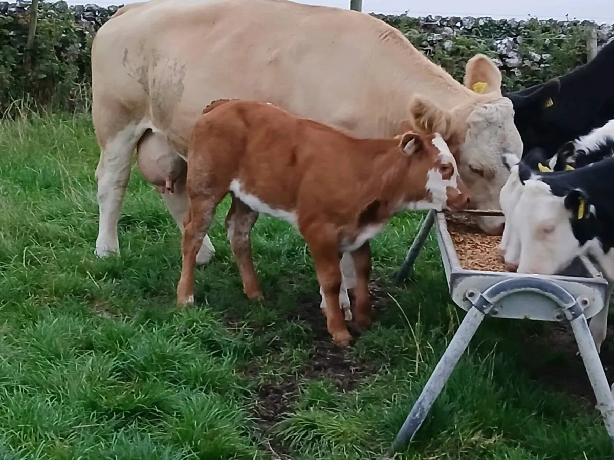 Purebred Simmental Cow With Roan Heifer Calf - Image 4